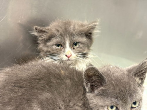 JUNIPER, Baby Domestic Medium Hair (medium coat), cat for adoption in San Buenaventura (Ventura), California