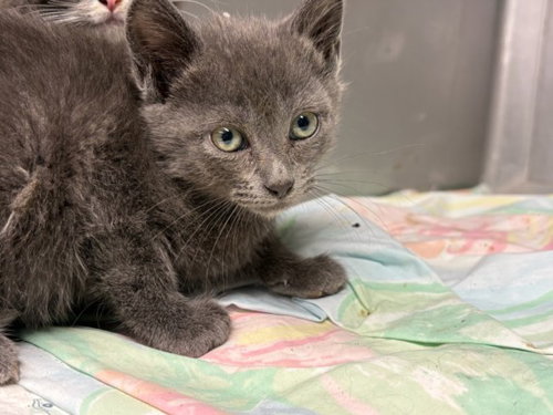 DUSTY, Baby Domestic Short Hair (medium coat), cat for adoption in San Buenaventura (Ventura), California