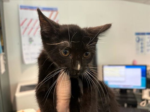MIDGE, Baby Domestic Short Hair (medium coat), cat for adoption in San Buenaventura (Ventura), California