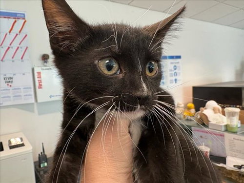 ZUZU, Baby Domestic Short Hair (medium coat), cat for adoption in San Buenaventura (Ventura), California
