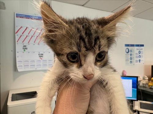 BEANS, Baby Domestic Short Hair (medium coat), cat for adoption in San Buenaventura (Ventura), California