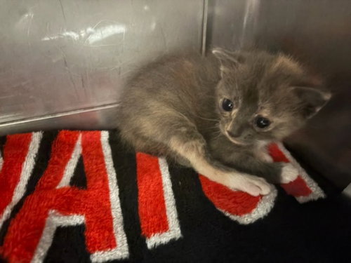 WYNN, Baby Domestic Short Hair (medium coat), cat for adoption in San Buenaventura (Ventura), California