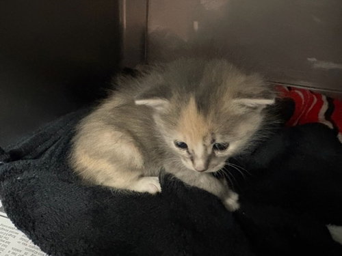 DIXIE, Baby Domestic Short Hair (medium coat), cat for adoption in San Buenaventura (Ventura), California