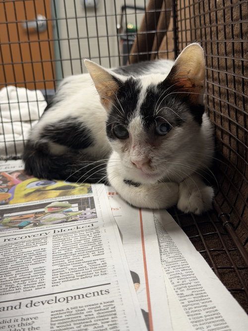 DOMINO, Adult Domestic Short Hair (medium coat), cat for adoption in San Buenaventura (Ventura), California