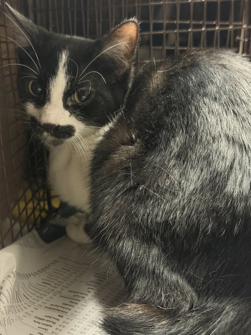STASH, Adult Domestic Short Hair (medium coat), cat for adoption in San Buenaventura (Ventura), California