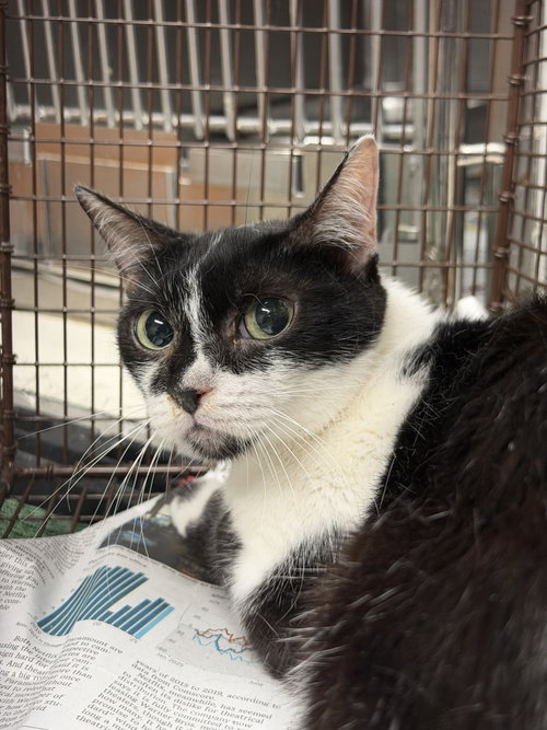 CHECKERS, Adult Domestic Short Hair (medium coat), cat for adoption in San Buenaventura (Ventura), California