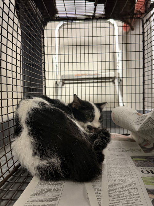 EIGHTBALL, Adult Domestic Short Hair (medium coat), cat for adoption in San Buenaventura (Ventura), California