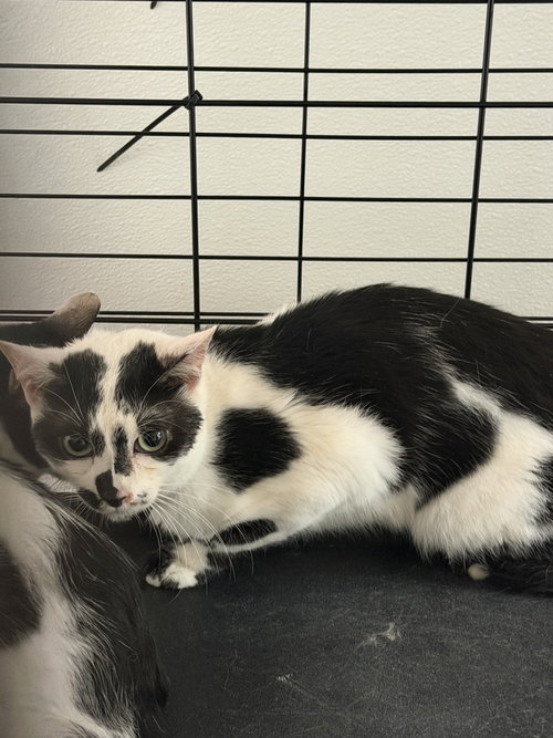 MOO, Adult Domestic Short Hair (medium coat), cat for adoption in San Buenaventura (Ventura), California