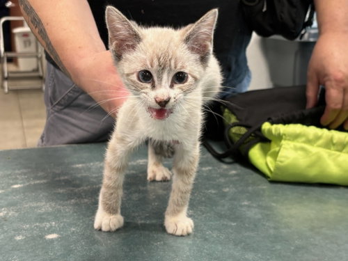 PUDDING, Baby Domestic Short Hair (medium coat), cat for adoption in San Buenaventura (Ventura), California