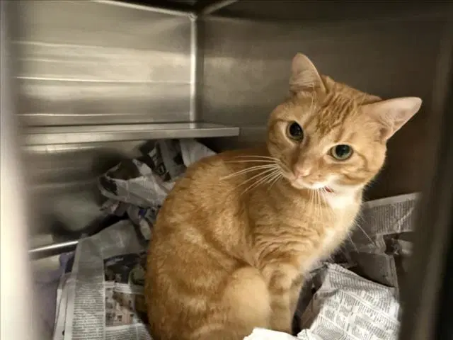 Blaze - Domestic Short Hair