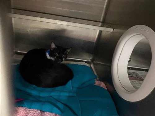 COBALT, Young Domestic Short Hair (medium coat), cat for adoption in San Buenaventura (Ventura), California