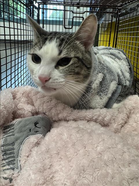 OLIVE, Young Domestic Short Hair (medium coat), cat for adoption in San Buenaventura (Ventura), California