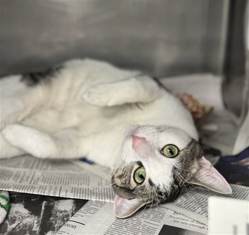 OLIVE, Young Domestic Short Hair (medium coat), cat for adoption in San Buenaventura (Ventura), California