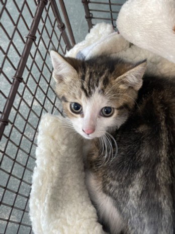 JAKE, Baby Domestic Short Hair (medium coat), cat for adoption in San Buenaventura (Ventura), California