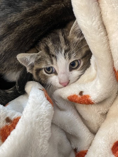 FAYE, Baby Domestic Short Hair (medium coat), cat for adoption in San Buenaventura (Ventura), California