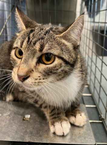JAY, Adult Domestic Short Hair (medium coat), cat for adoption in San Buenaventura (Ventura), California
