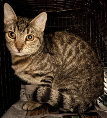 FELIX, Baby Domestic Short Hair (medium coat), cat for adoption in San Buenaventura (Ventura), California