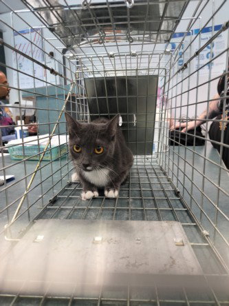 CHICA, Young Domestic Short Hair (medium coat), cat for adoption in San Buenaventura (Ventura), California