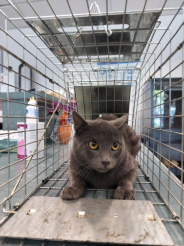 ZO, Adult Domestic Short Hair (medium coat), cat for adoption in San Buenaventura (Ventura), California