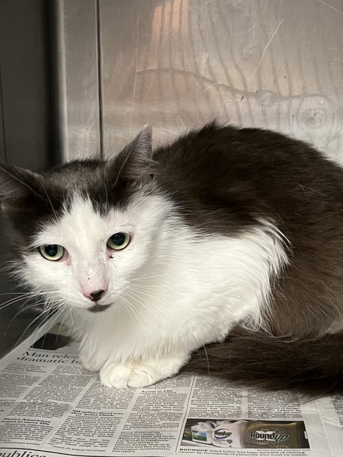 MOCHI, Adult Domestic Medium Hair (medium coat), cat for adoption in San Buenaventura (Ventura), California