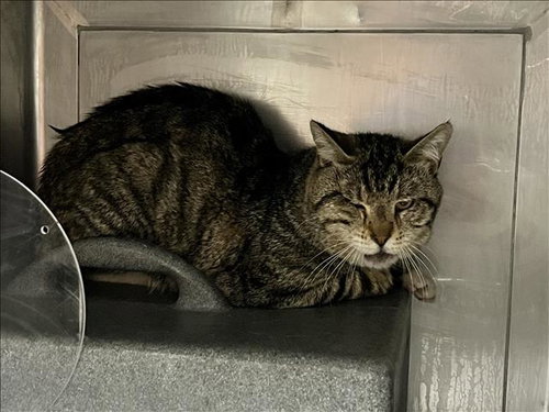 WIGGLES, Senior Domestic Short Hair (medium coat), cat for adoption in San Buenaventura (Ventura), California