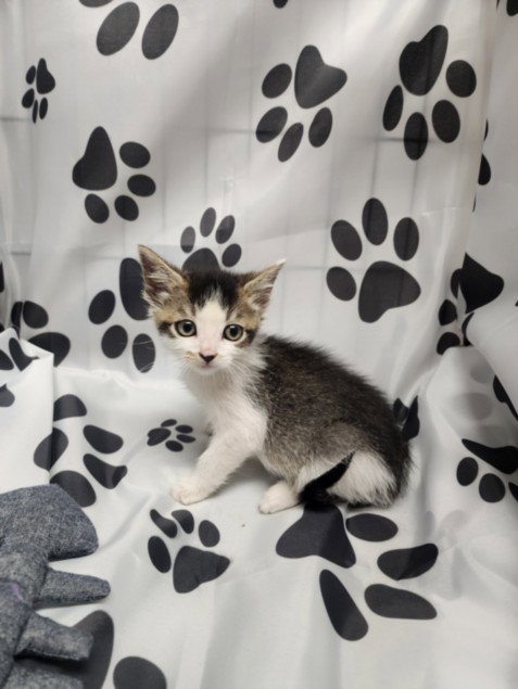 SMALLS, Baby Domestic Short Hair (medium coat), cat for adoption in San Buenaventura (Ventura), California