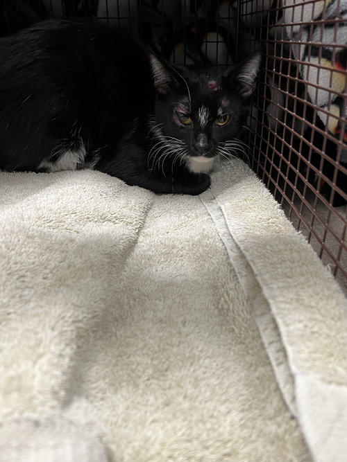 LILY, Young Domestic Short Hair (medium coat), cat for adoption in San Buenaventura (Ventura), California