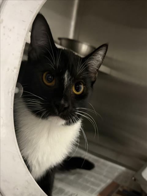 LILY - Domestic Short Hair for adoption in Santa Clarita