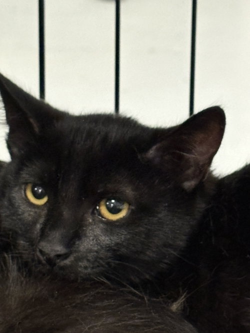 SHADOW, Baby Domestic Short Hair (medium coat), cat for adoption in San Buenaventura (Ventura), California