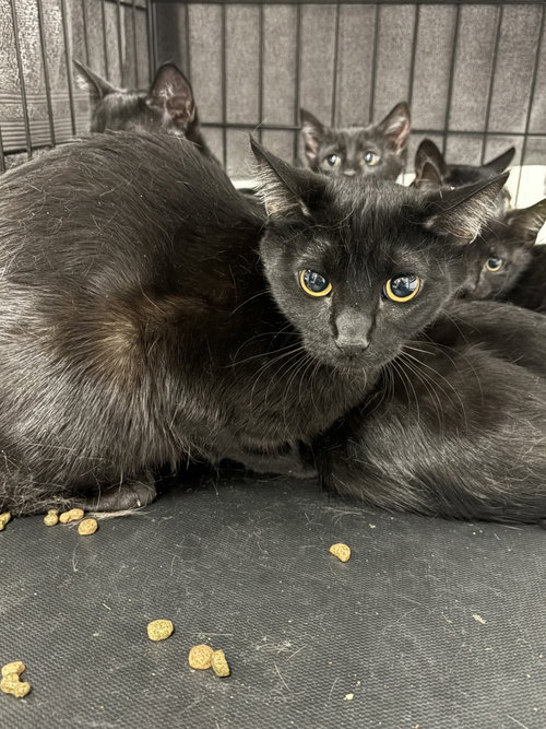 SELMA, Young Domestic Short Hair (medium coat), cat for adoption in San Buenaventura (Ventura), California