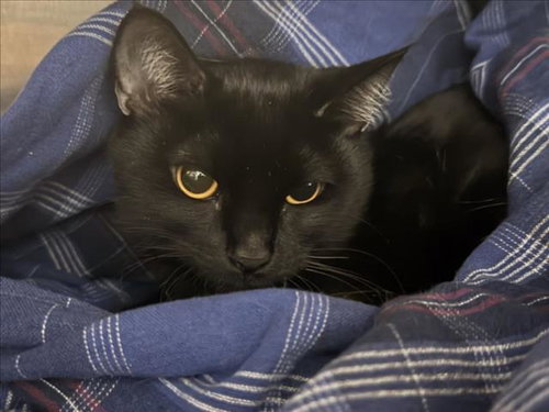 SELMA, Young Domestic Short Hair (medium coat), cat for adoption in San Buenaventura (Ventura), California