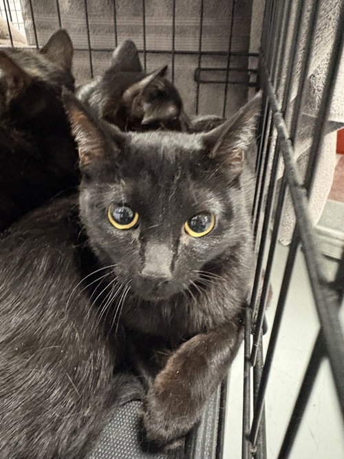 VALERIE, Young Domestic Short Hair (medium coat), cat for adoption in San Buenaventura (Ventura), California