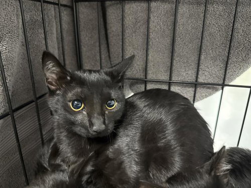 MIDNIGHT, Baby Domestic Short Hair (medium coat), cat for adoption in San Buenaventura (Ventura), California