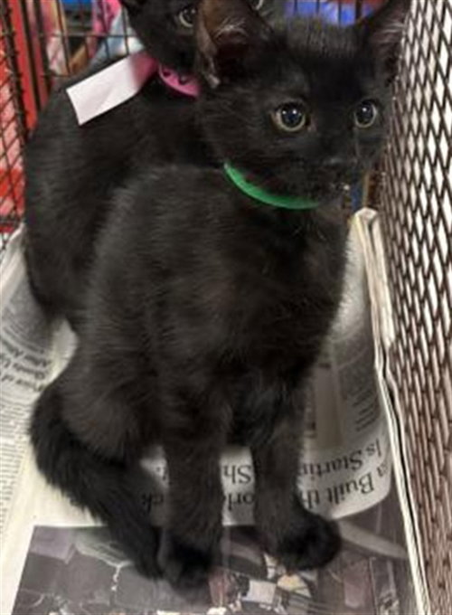 JINX, Baby Domestic Short Hair (medium coat), cat for adoption in San Buenaventura (Ventura), California