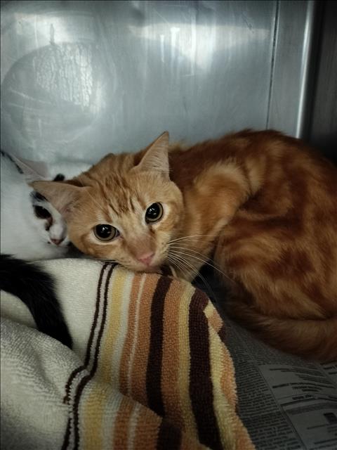 TANNY, Adult Domestic Short Hair (medium coat), cat for adoption in San Buenaventura (Ventura), California