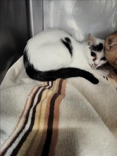 MILKY, Adult Domestic Short Hair (medium coat), cat for adoption in San Buenaventura (Ventura), California