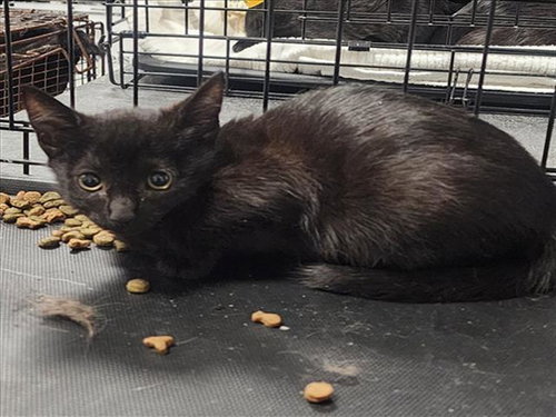WEDNESDAY, Baby Domestic Short Hair (medium coat), cat for adoption in San Buenaventura (Ventura), California