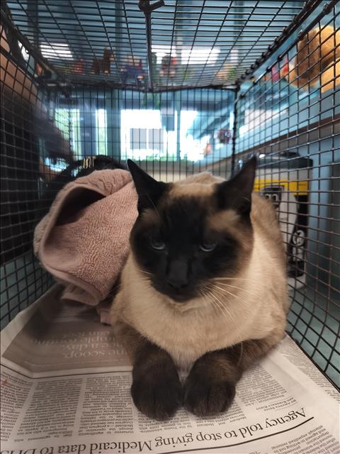 ATLAS, Young Siamese (medium coat), cat for adoption in San Buenaventura (Ventura), California