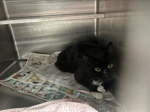 MIDNIGHT, Adult Domestic Short Hair (medium coat), cat for adoption in San Buenaventura (Ventura), California
