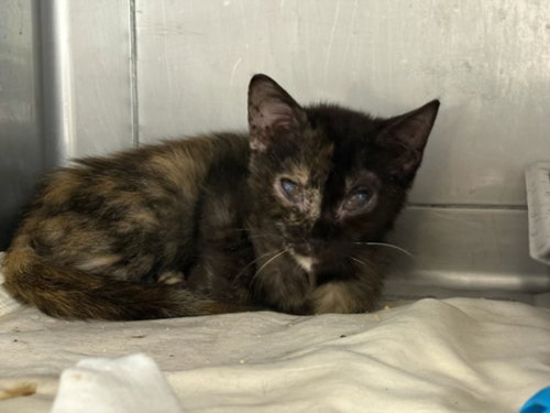 PLUM, Baby Domestic Short Hair (medium coat), cat for adoption in San Buenaventura (Ventura), California