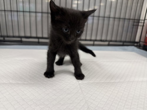 A2269403, Baby Domestic Short Hair (medium coat), cat for adoption in San Buenaventura (Ventura), California