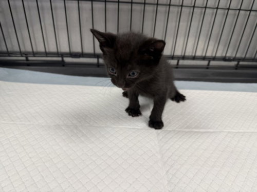 A2269420, Baby Domestic Short Hair (medium coat), cat for adoption in San Buenaventura (Ventura), California