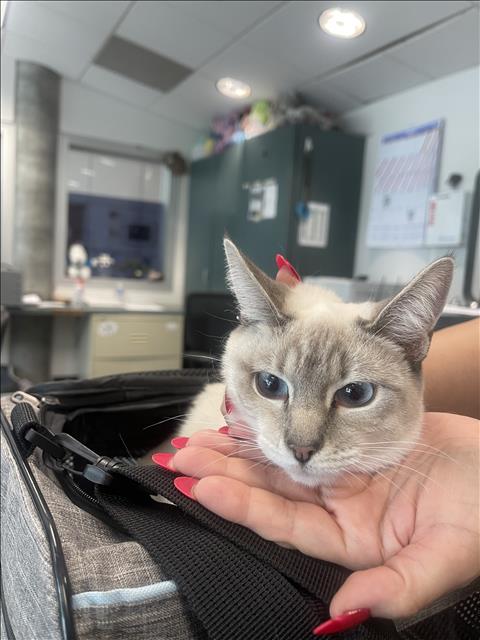 LUNA, Young Domestic Short Hair (medium coat), cat for adoption in San Buenaventura (Ventura), California