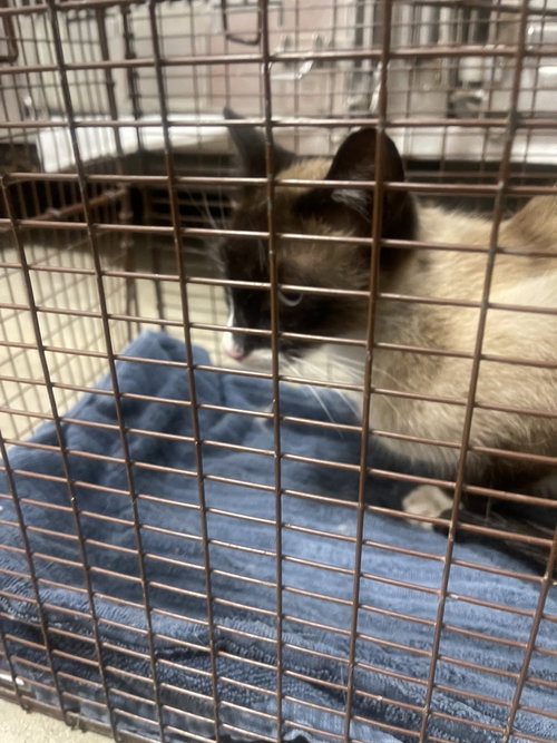 MOON, Adult Domestic Short Hair (medium coat), cat for adoption in San Buenaventura (Ventura), California