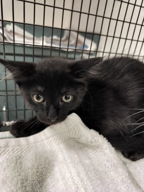 SHARK, Baby Domestic Short Hair (medium coat), cat for adoption in San Buenaventura (Ventura), California