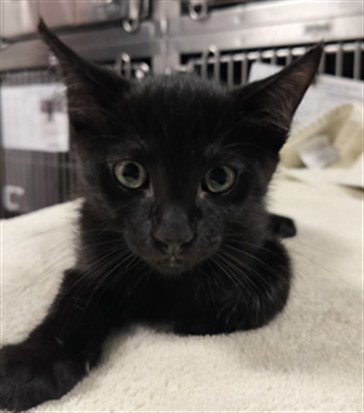 PIE, Baby Domestic Short Hair (medium coat), cat for adoption in San Buenaventura (Ventura), California