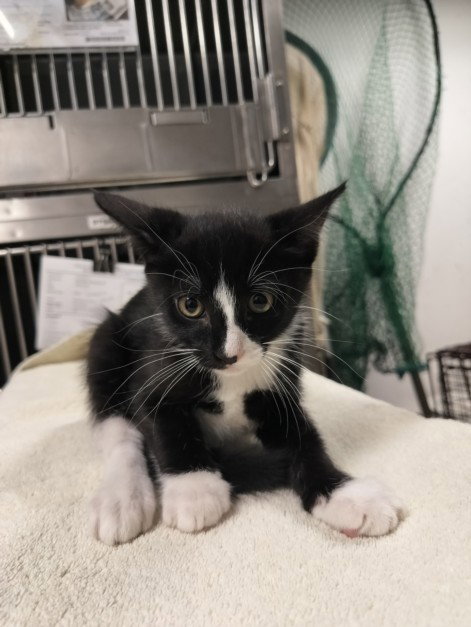 BOB, Baby Domestic Short Hair (medium coat), cat for adoption in San Buenaventura (Ventura), California