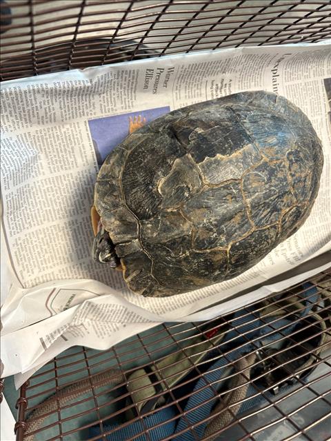 TORTUGA