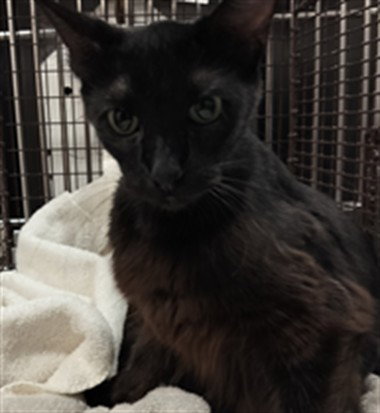 MOMMY, Adult Domestic Short Hair (medium coat), cat for adoption in San Buenaventura (Ventura), California