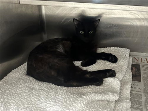 MOMMY, Adult Domestic Short Hair (medium coat), cat for adoption in San Buenaventura (Ventura), California
